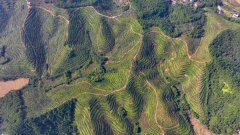 油茶丰收采摘忙 硕果染秋漫山香（图）